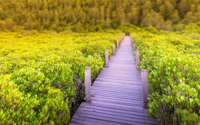 Boardwalk amidst plants on land