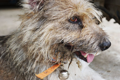 Close-up of a dog looking away