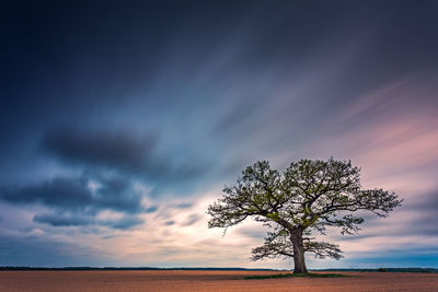 Tree on field against sky during sunset