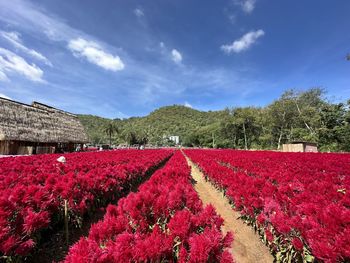 Scenic view of red flowering plants on field against blue sky