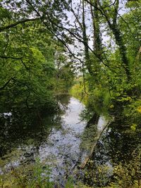 Reflection of trees in water