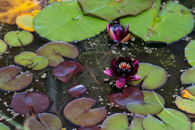 Close-up of lotus water lily