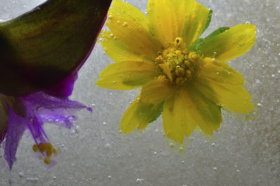 Close-up of wet flower