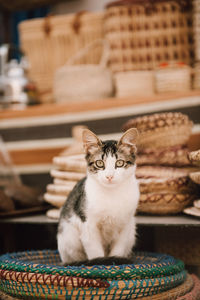 Close-up of cat in medina of morocco