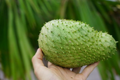 Close-up of hand holding fruit