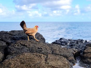 View of bird on rock by sea against sky