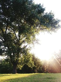 Trees on field against sky on sunny day