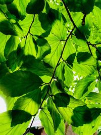 Close-up of green leaves
