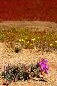 Close-up of purple flowering plants on field