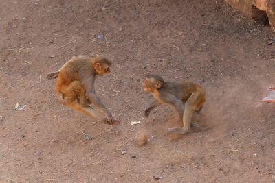 Monkey sitting on stone wall