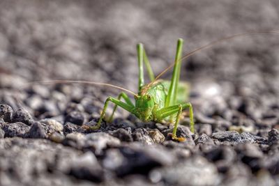 Close-up of grasshopper on stones