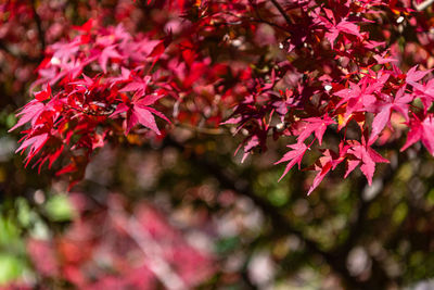 Close-up of red maple leaves on tree