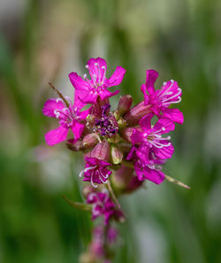 Close-up of pink flowering plant