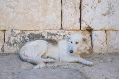 View of a dog resting against wall