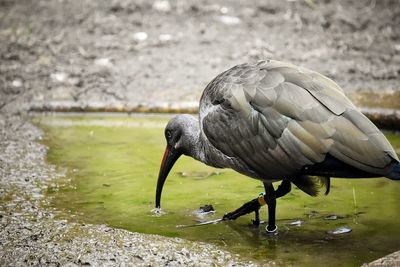 Side view of ibis in pond at oregon zoo