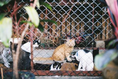 View of birds in cage