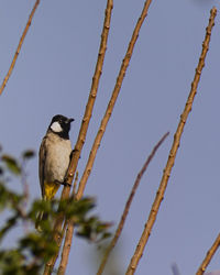 Low angle view of bird perching on branch against sky