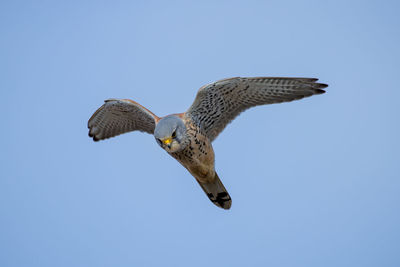 Low angle view of bird  flying against clear blue sky.