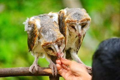 Close-up of man feeding meat to owls