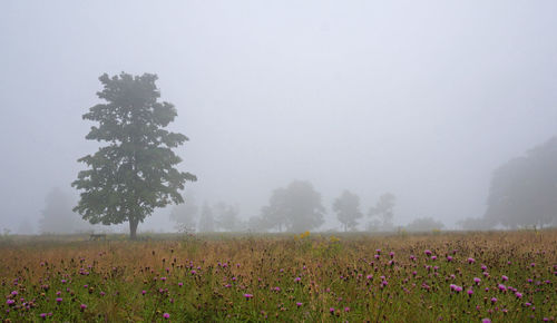 Scenic view of flowering trees on field against sky