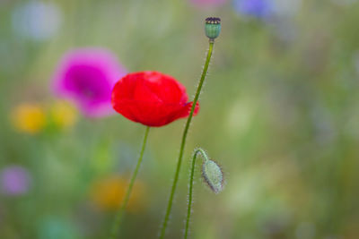 Close-up of poppy growing outdoors