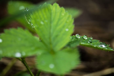 Close-up of water drops on plant