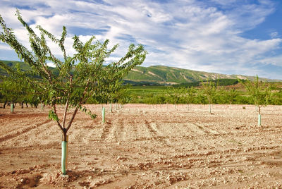 Almond tree cultivation field in september