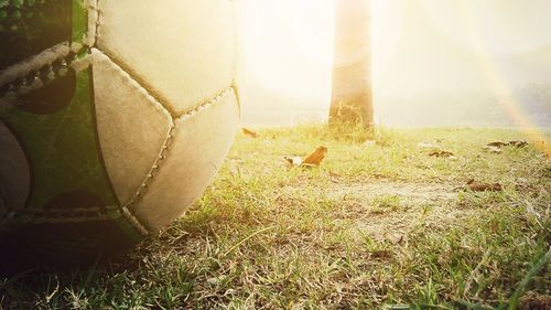 Close-up of sheep on field against sky