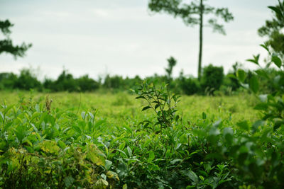 Plants growing on field