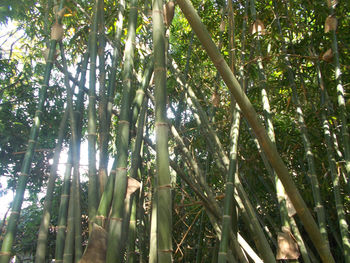 Low angle view of sunlight streaming through trees in forest