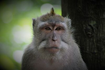 Portrait of monkey