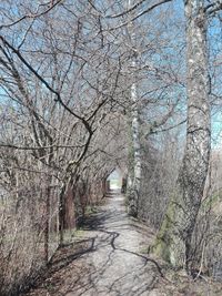 Footpath amidst trees in forest