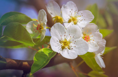 Close-up of white cherry blossom