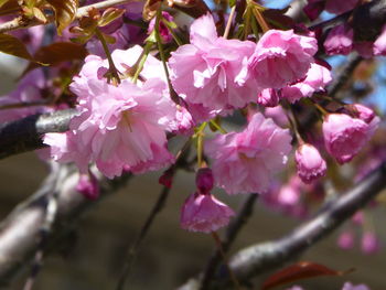 Close-up of pink cherry blossoms in spring