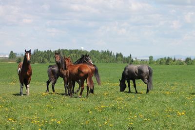 Horses on field against sky