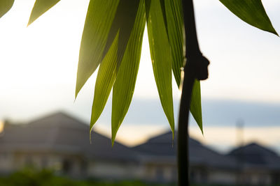 Close-up of fresh green leaves against sky on sunny day