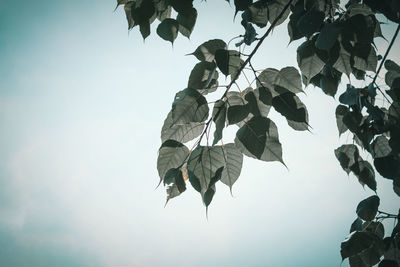 Low angle view of leaves against sky