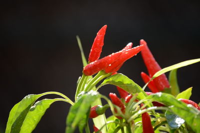 Close-up of red flower against black background