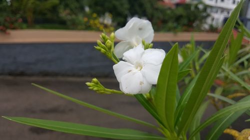 Close-up of white flowering plant