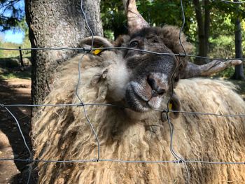 Close-up of an animal on tree trunk