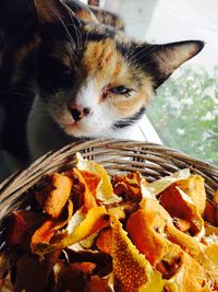 Portrait of cat by orange peels