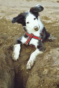 High angle portrait of a dog