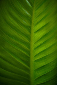 Full frame shot of palm leaf