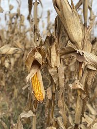 Close-up of corn on field