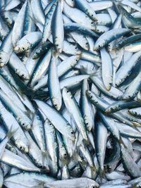 High angle view of fish for sale in market