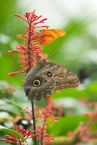 Close-up of butterfly on flower