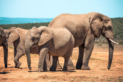 Elephant in a field