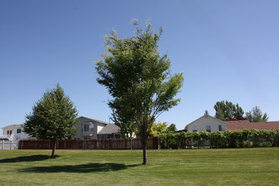 Trees and houses against blue sky