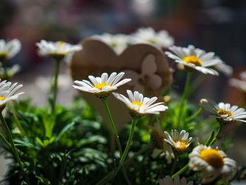 Close-up of white daisy flowers