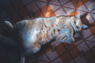 High angle view of cat resting on tiled floor